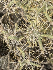Cylindropuntia ramosissima