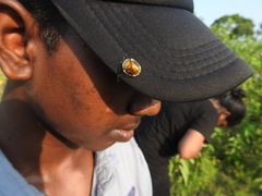 Aspidimorpha furcata