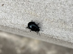 Chrysolina haemoptera
