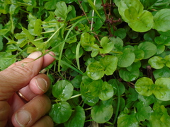 Lysimachia nummularia
