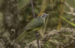 Hylophilus poicilotis