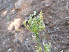 Frasera albicaulis