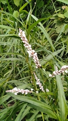 Persicaria lapathifolia