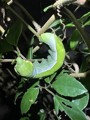 Acosmerycoides harterti