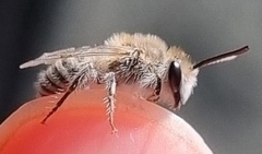 Colletes moricei