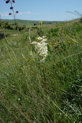 Filipendula vulgaris