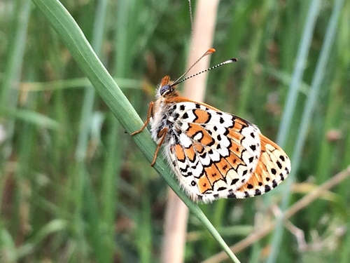Trputčeva riđa (Melitaea cinxia)
