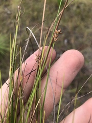 Rhynchospora plumosa