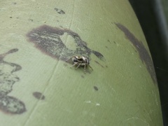 Salticus scenicus