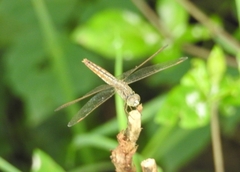 Brachythemis contaminata