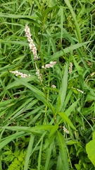 Persicaria lapathifolia