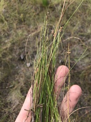 Rhynchospora plumosa