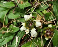 Prunella laciniata