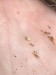 Rhynchospora plumosa