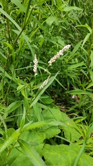Persicaria lapathifolia