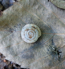 Aegopis gemonensis