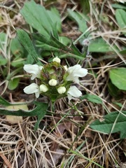 Prunella laciniata