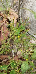 Hypericum gentianoides
