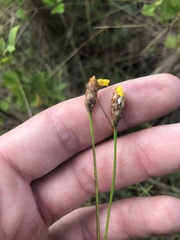 Xyris caroliniana