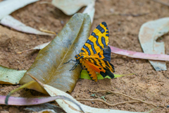 Amphicallia bellatrix