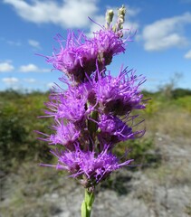 Carphephorus corymbosus