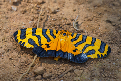 Amphicallia bellatrix