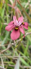 Moraea gawleri