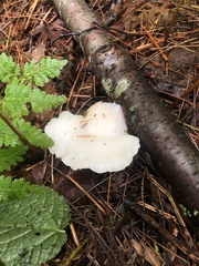 Tyromyces chioneus