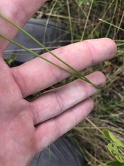 Xyris caroliniana