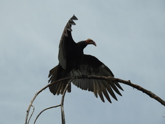 Cathartes burrovianus