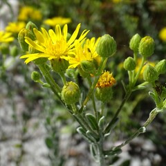 Chrysopsis floridana