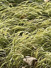 Hakonechloa macra