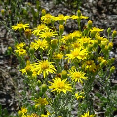Chrysopsis floridana