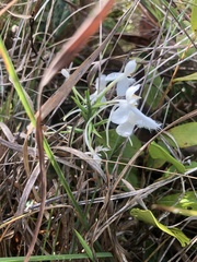 Platanthera blephariglottis