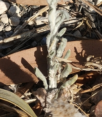 Helichrysum stoechas