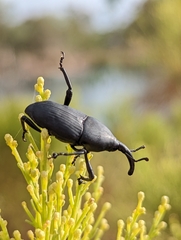 Scyphophorus