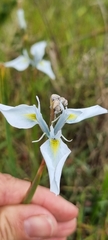 Moraea tripetala