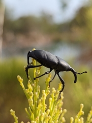 Scyphophorus