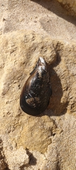 Mytilus galloprovincialis