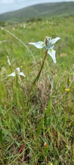 Moraea tripetala