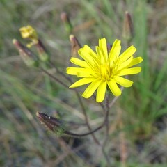 Hieracium megacephalon