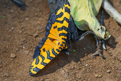 Amphicallia bellatrix