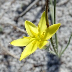 Hypoxis juncea