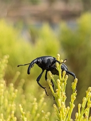 Scyphophorus