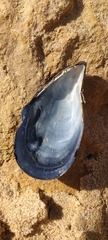 Mytilus galloprovincialis
