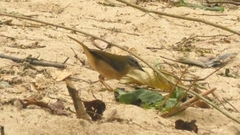 Myiothlypis rivularis