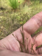 Agalinis plukenetii