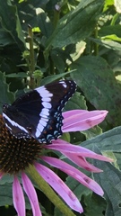 Limenitis arthemis arthemis