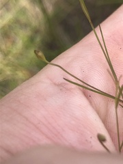 Agalinis plukenetii