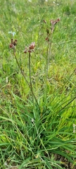 Tulbaghia capensis